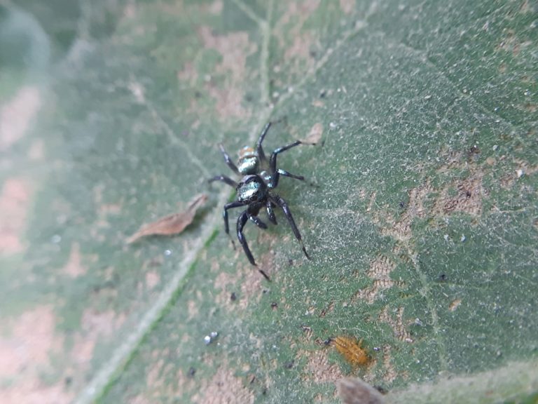 Battling Uninvited Guests: Your Ultimate Guide to Effective Pest Control Services